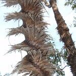 Pandanus spiralis Corteza