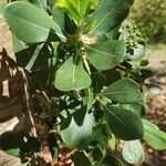 Pittosporum viridiflorum Folla