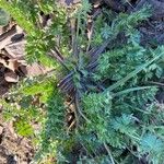 Daucus muricatus Likasa