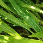 Stokesia laevis Leaf