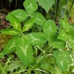 Trifolium pratense 葉