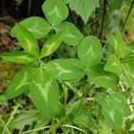 Trifolium pratense Leaf