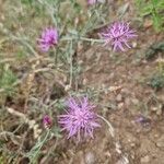 Centaurea paniculataफूल