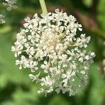 Peucedanum ostruthium Кветка