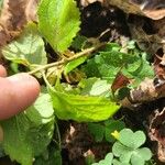 Scutellaria alabamensis বাকল