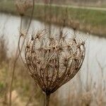 Daucus carota Blatt