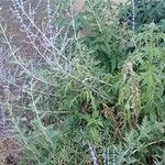 Salvia abrotanoides Staniste