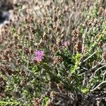 Thymbra capitata Flower