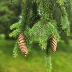 Picea abies