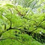 Acer japonicum Leaf