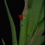 Castilleja minor Bark