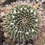 Mammillaria magnimamma Fulla