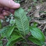 Elephantopus carolinianus Leaf