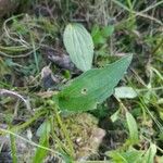 Viola sagittata Листок