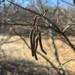 Alnus serrulata Hoja