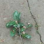 Ficus costaricana Leaf