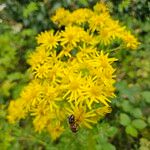 Senecio squalidus പുഷ്പം