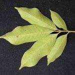 Tapirira guianensis Leaf