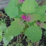 Chenopodium giganteum পাতা