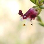 Scrophularia striata Flower