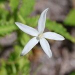Hippobroma longiflora Virág