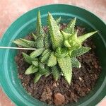 Haworthia attenuata পাতা