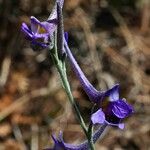 Delphinium peregrinum Floare