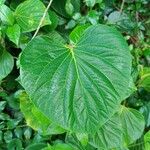 Piper umbellatum Feuille