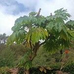 Tetrapanax papyriferഇല