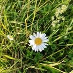 Leucanthemum ircutianumফুল