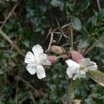 Silene latifolia Virág
