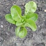 Lactuca sativaFuelha