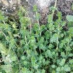 Galium lucidum Лист