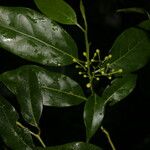 Ocotea viridiflora Ліст