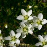 Sagina glabra Flower