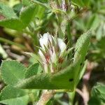 Trifolium scabrum Flor