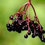 Sambucus nigra Fruit