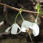 Halesia diptera Fiore