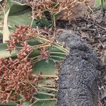 Welwitschia mirabilis Kwiat