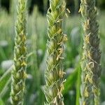 Triticum aestivum Flower