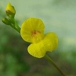 Utricularia gibbaBloem