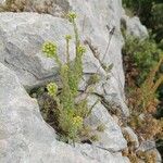 Petrosedum sediforme Vekstform