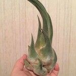 Tillandsia paucifolia 葉