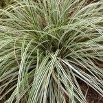 Carex ornithopoda Blad