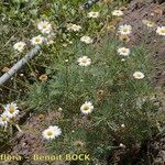 Argyranthemum foeniculaceum Хабит