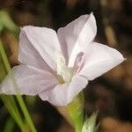 Convolvulus farinosus Kwiat