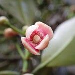 Garcinia pedicellata Flor