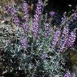 Lupinus ludovicianus 整株植物