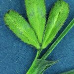 Trifolium ciliolatum Leaf