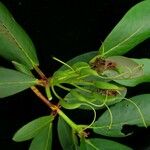 Rhododendron campanulatum Outro